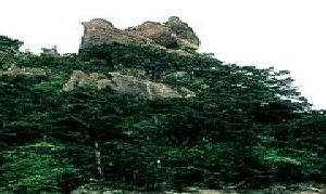 金雞叫天門 金雞叫天門