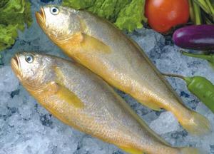 寧波岱衢族大黃魚 寧波岱衢族大黃魚