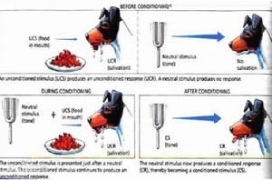 巴甫洛夫條件反射 巴甫洛夫條件反射