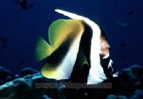 黑面關刀 黑面關刀