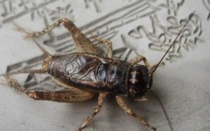 蟋蟀