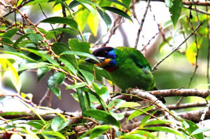 黑眉擬啄木鳥 黑眉擬啄木鳥