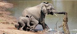 鱷魚襲擊大象