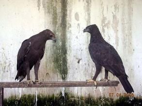 灰頭鳳頭鷹 灰頭鳳頭鷹