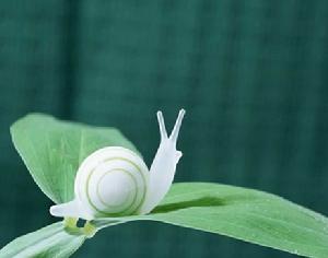 蝸牛眼霜 蝸牛眼霜