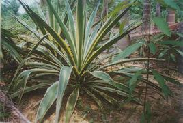 金邊龍舌蘭偶 金邊龍舌蘭偶