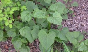 湖北蟹甲草 湖北蟹甲草