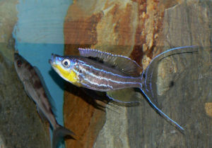 航空母艦魚 航空母艦魚