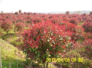 南京南浦苗圃場 南京南浦苗圃場