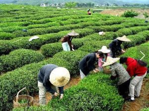 雙龍綠茶的採摘與製作
