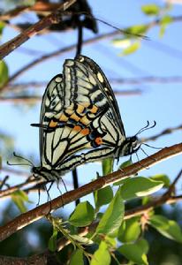 交配行為 交配行為