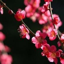 巴隆補血草（變種）