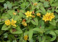 福建排草 福建排草