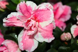 漏斗杜鵑 漏斗杜鵑