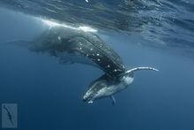 座頭鯨潛水