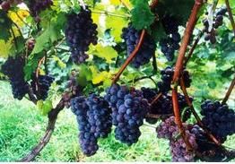 戶縣葡萄 戶縣葡萄