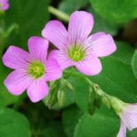 銅錘草根 銅錘草根