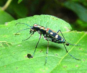 月斑虎甲 月斑虎甲