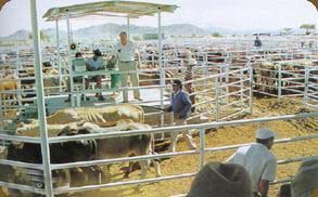 伊多夏國家公園