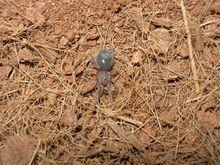 墨西哥紅膝鳥蛛(圖2)——幼體