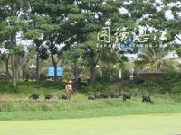 徐聞山羊 徐聞山羊