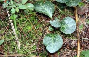 鹿蹄草亞科 鹿蹄草亞科