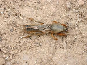 （圖）華北螻蛄