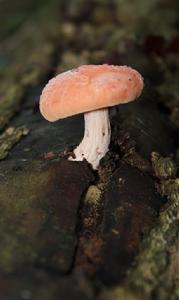 網蓋紅褶傘 網蓋紅褶傘