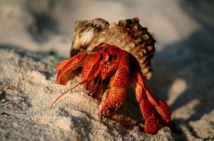 陸寄居蟹 陸寄居蟹