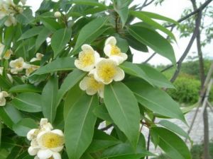 獨龍木荷 獨龍木荷