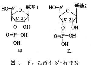 核酸的人工合成 核酸的人工合成