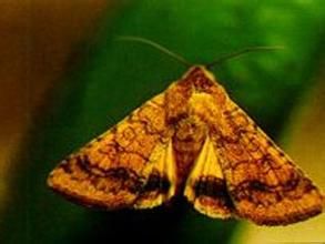 煙實夜蛾 煙實夜蛾