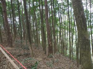 木荷與馬尾松樹種形成的混交