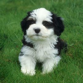 哈瓦那犬 哈瓦那犬