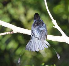 小盤尾普通亞種