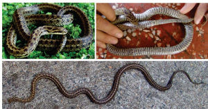 新種若爾蓋錦蛇北面腹面