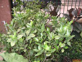 促花激素 促花激素