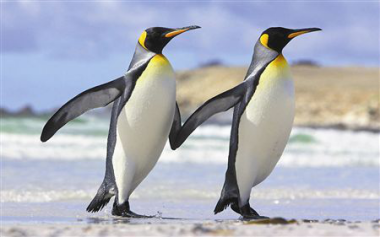 解密一夫多妻制是一個什麼樣的存在? 解密一夫多妻制是一個什麼樣的存在?