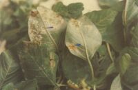 藥用植物牛膝白鏽病