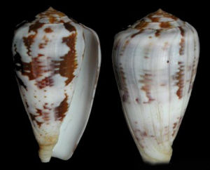 玳瑁色烏龜芋螺 玳瑁色烏龜芋螺