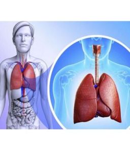 人類身體器官壽命 人類身體器官壽命