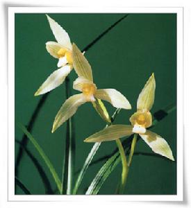 南中幽芳錄 南中幽芳錄