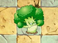 大力花菜 大力花菜