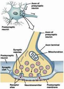突觸後電位根據突觸後膜發生去極化