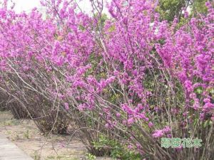 紫荊枯萎病 紫荊枯萎病