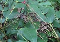 細柄十大功勞 細柄十大功勞