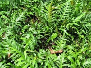 劍葉盾蕨（原變型）