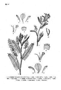 中甸黃耆 中甸黃耆