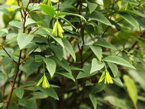 大葉蕘花 大葉蕘花