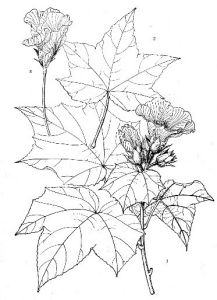 廬山芙蓉 廬山芙蓉